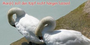 Schwan getrennt